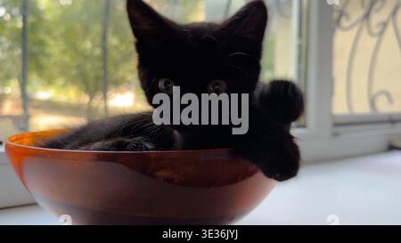 Cute funny kitten lying in plastic bowl on the windowsill. Playful small kitty having fun at home. Curious little black cat playing indoor. Concept of Stock Photo