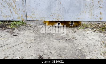 Curious pomeranian spitz puppies peek through a small gap at bottom of a fence, barking playfully at passersby. Their tiny faces and alert expressions Stock Photo