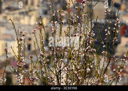 Delicate pink spring blossoms on thin branches in sharp focus against a blurred hillside town background, natural light, shallow depth of field. Stock Photo