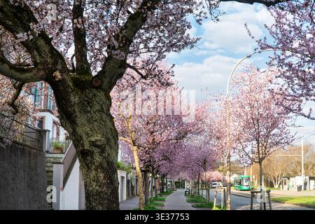 Switzerland, Basel, Basel-Stadt, district, Bruderholz, cherry tree avenue, cherry blossoms, spring, Japanese cherry trees Stock Photo