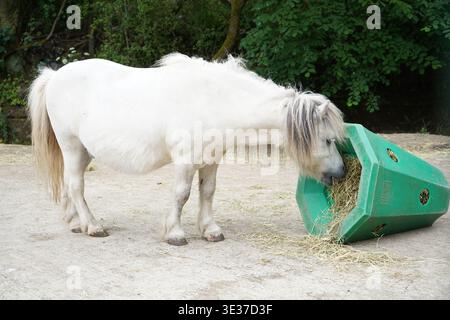 Small white Shetland pony feeding from a green plastic hexagonal slow feeder in a farmyard setting Stock Photo