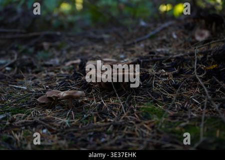 A dense cluster of small brown honey mushrooms growing at the mossy base of a large tree trunk on a forest floor covered in pine needles and leaf litt Stock Photo