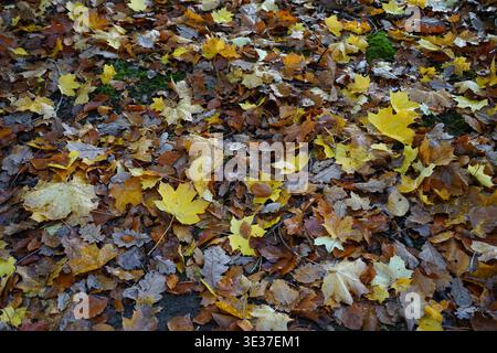 Fallen autumn leaves from various deciduous trees, including maple and oak, covering the forest floor in a vibrant carpet of yellow, orange Stock Photo