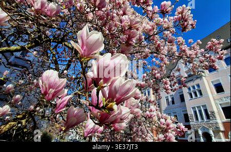 Magnolia blossom (Magnolia) in spring 2026 on a magnolia tree in Dortmund Kreuzviertel district, Germany Stock Photo