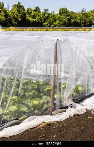 Chicory (Cichorium intybus) in mini-greenhouses at the Leibniz Institute of Plant Genetics and Crop Plant Research IPK Gatersleben, Seeland, Saxony-An Stock Photo