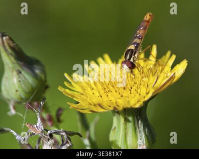 Hoverfly sphaerophoria scripta eating pollen on yellow flower of Sonchus close up Stock Photo
