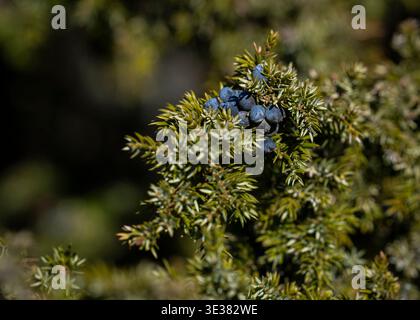 Juniper berries on a branch (Juniperus), close-up of blue ripe cones in natural environment. Ripe juniper berries growing on evergreen shrub. Stock Photo