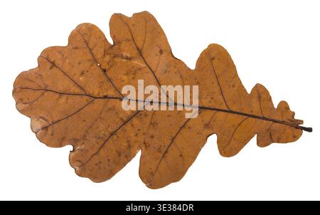 Fallen dried leaf of oak tree isolated on white background Stock Photo