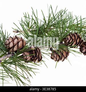 Pine cones on branch of conifer tree isolated on white background Stock Photo
