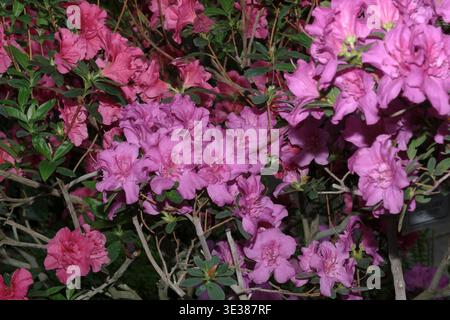 Vibrant azalea blooms bring color to a serene greenhouse in springtime joy. Stock Photo