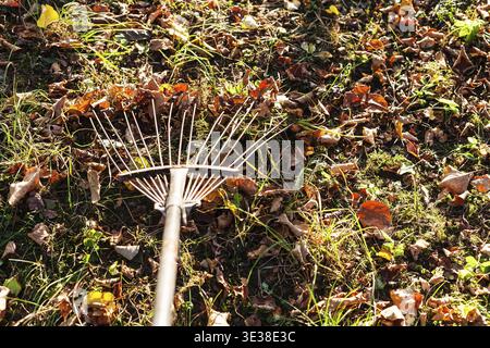 Removing the fallen leaves illuminated by sun from the lawn with garden rake in autumn evening Stock Photo