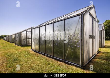Chicory (Cichorium intybus) in mini-greenhouses at the Leibniz Institute of Plant Genetics and Crop Plant Research IPK Gatersleben, Seeland, Saxony-An Stock Photo