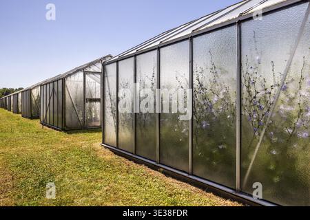Chicory (Cichorium intybus) in mini-greenhouses at the Leibniz Institute of Plant Genetics and Crop Plant Research IPK Gatersleben, Seeland, Saxony-An Stock Photo