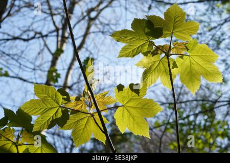 Sunlit green maple leaves emerging on branches against clear blue sky Stock Photo