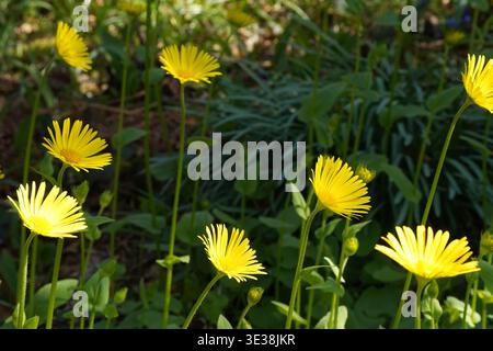 Hoverfly on bright yellow flower in natural sunlight Stock Photo