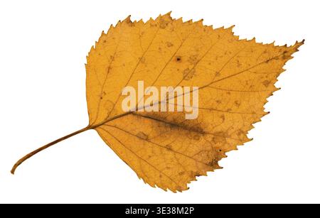 Back side of old fallen leaf of birch tree isolated on white background Stock Photo