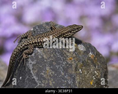 A wall lizard (Podarcis muralis) resting on a rock in a sunlit garden, Rhineland-Palatinate Stock Photo