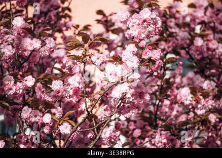 Close-up of blooming pink cherry blossoms on tree branches with soft sunlight and blurred urban background in Munich, Germany Stock Photo