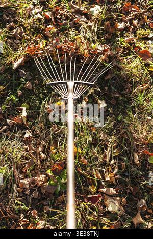 Removing the fallen leaves illuminated by sun on backyard with garden rake in autumn evening Stock Photo