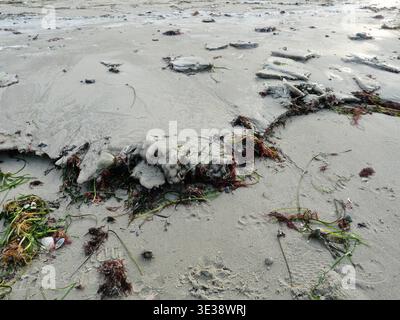 Thin ice sheets at the shoreline with frozen seaweed – early winter arriving at the coast. Stock Photo