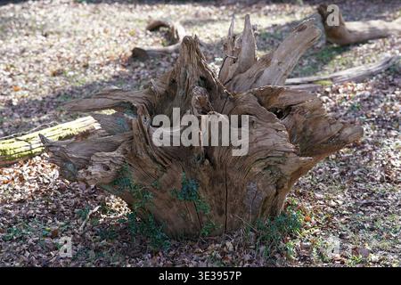 Large weathered tree stump with intricate wood grain in the ancient woodland of the New Forest National Park, Hampshire, England.Lyndhurst,England Stock Photo