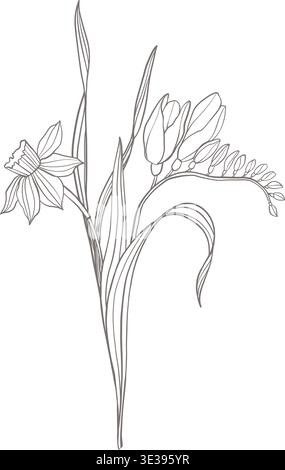 Delicate spring flowers line art with daffodil and crocus in elegant botanical composition, minimal vector line illustration isolated on light Stock Vector