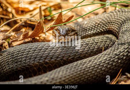 Black Rat Snake Stock Photo