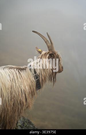 Long-haired Swiss mountain goat with horns and traditional collar standing in fog on alpine pasture above Blatten bei Naters, Valais, Switzerland Stock Photo