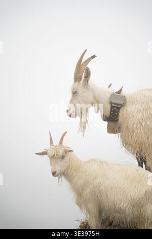 Two white long-haired Swiss Valais mountain goats with curved horns standing together in alpine fog above Blatten bei Naters, Valais, Switzerland Stock Photo