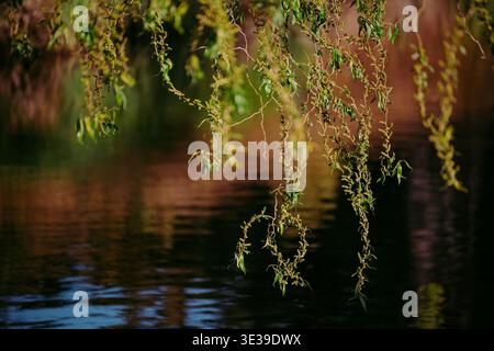 Christchurch, New Zealand: Delicate branches of a corkscrew willow tree hanging over the Heathcote River with a soft, blurred background. Stock Photo