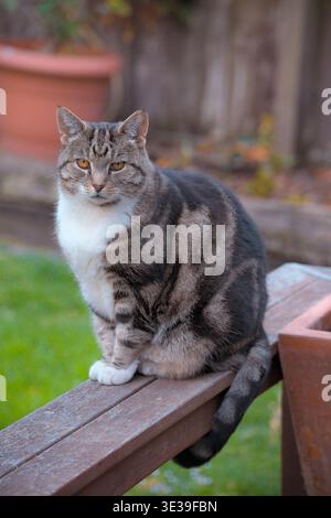 Christchurch, New Zealand: A brown and white tabby cat sits alert on a wooden garden bench in a residential backyard in St. Martins. Stock Photo