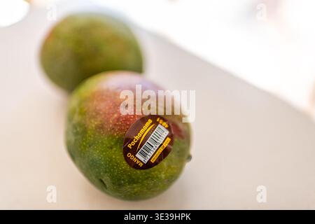 Roseland, USA - March 21, 2025: Mango green red yellow whole ripe two large fruit with product plu sticker label of Kent from Peru Stock Photo