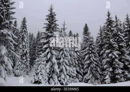 Snow blankets tall evergreens, creating a quiet, serene winter forest. Branches sag under heavy snowfall, softening their sharp lines. Grey skies blen Stock Photo
