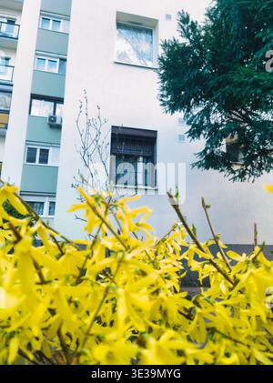 A bright and airy urban scene featuring vibrant yellow forsythia flowers in soft-focus foreground. In the background is a clean, modern white and grey Stock Photo