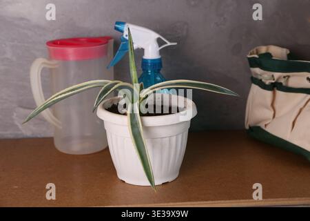 A plant sits in a white pot on a wooden table. Behind the plant, there are cleaning supplies such as a spray bottle and a water container in a well-lit room. Stock Photo