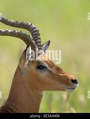 Side profile photo and close up image of a male impala, from the antalope family Stock Photo