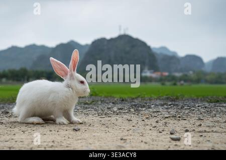 Little white rabbit on free-ranging in countryside exploring nature, sitting on village road. Stock Photo