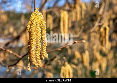 Blooming hazel catkins hanging on branch in spring sunlight. Soft blurred background with copy space ideal for seasonal allergy or nature concept. Stock Photo