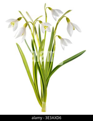 Close up of snowdrop flowers isolated on white background. First spring flowers Stock Photo