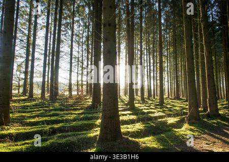 sunbeams from left shining low in pine tree forest creating long shadows on a walking path at morning Stock Photo