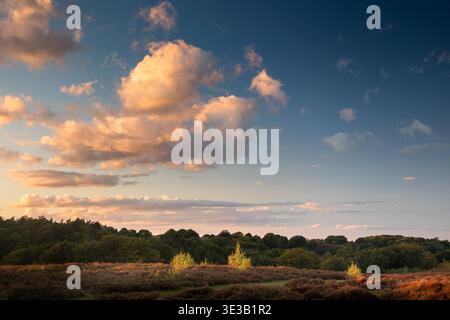 sunset over heath landscape with dramatic clouds and light colors bushed creating colorful and calm nature background Stock Photo