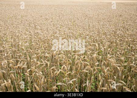 green and yellow corn field ripe as background Stock Photo