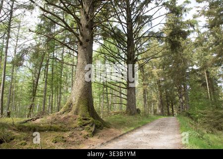 walking path in forest among large pine trees Stock Photo