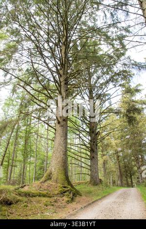 walking path in forest among large pine trees Stock Photo
