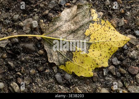 white poplar, silver-leaved poplar, Populus alba on the ground two colored, on part dryied out and one part yellow Stock Photo
