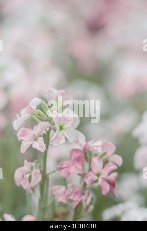 A gentle morning light captures a natural scene of pink and white sweetpeas in full bloom against a soft, ethereal background. Stock Photo
