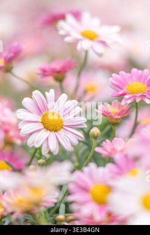 A close-up soft-focus photograph showcasing a vibrant spring floral scene featuring delicate daisies with a central bright yellow flower, surrounded b Stock Photo
