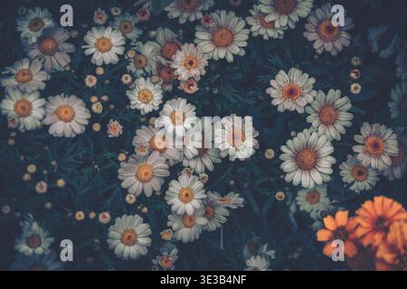 A close-up image featuring a dense cluster of daisies and wildflowers in a dark, rich, almost black-blue background with subtle variations and a soft, Stock Photo