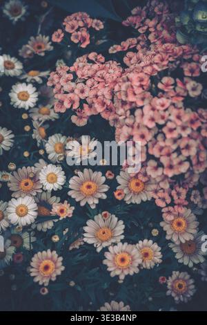 A close-up photograph of a dense cluster of wildflowers against a dark natural background, featuring daisies in various stages of bloom and warm color Stock Photo