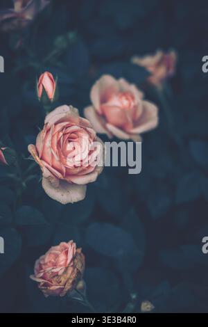 A gentle floral scene featuring a cluster of roses in various stages of bloom. The primary subject is a fully opened rose surrounded by other blooms, Stock Photo